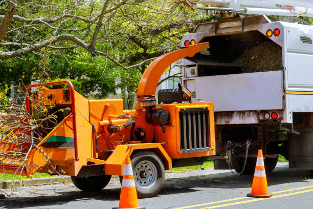 Best Tree Preservation Services  in South El Monte, CA